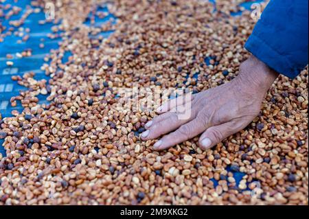 Les agriculteurs trient les grains de café frais et pourris avant des sécher. processus traditionnel de préparation du café. La production de café, le soleil naturel du processus de miel Banque D'Images