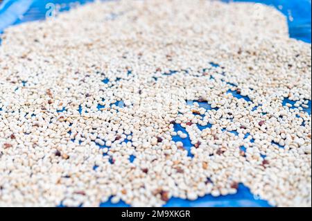 Les agriculteurs trient les grains de café frais et pourris avant des sécher. processus traditionnel de préparation du café. La production de café, le soleil naturel du processus de miel Banque D'Images