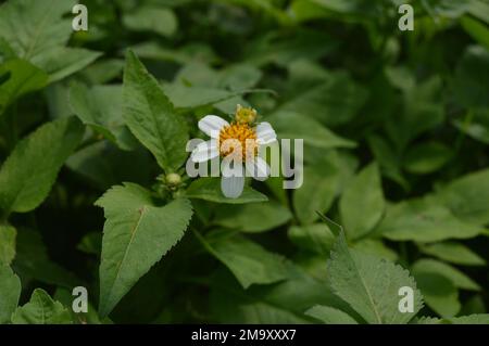 Portrait de fleurs sauvages, Biden Alba ou a un nom local 'Jarum Spanyol' croissant dans la nature sauvage. Banque D'Images