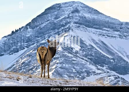 Une femelle Elk, 'Cervs elaphus', debout sur une colline dans les montagnes rocheuses de l'Alberta Canada Banque D'Images