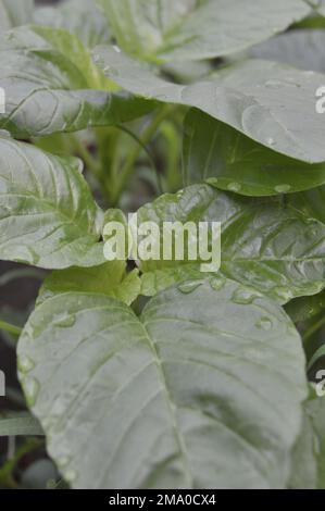 Les épinards verts ou l'amaranthe vert, avec le nom latin Amaranthus viridis, est une espèce cosmopolite de la famille des Aramanthaceae. Banque D'Images