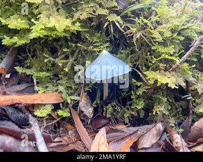 Vue rapprochée d'un champignon bleu de la Nouvelle-Zélande. Banque D'Images