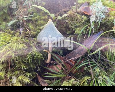 Vue rapprochée d'un champignon bleu de la Nouvelle-Zélande. Banque D'Images