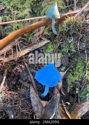 Vue rapprochée d'un champignon bleu de la Nouvelle-Zélande. Banque D'Images