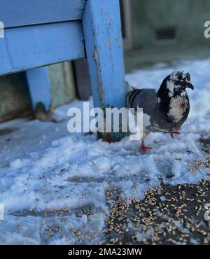 Pigeon debout dans la neige près d'un banc bleu clair par temps froid. Banque D'Images