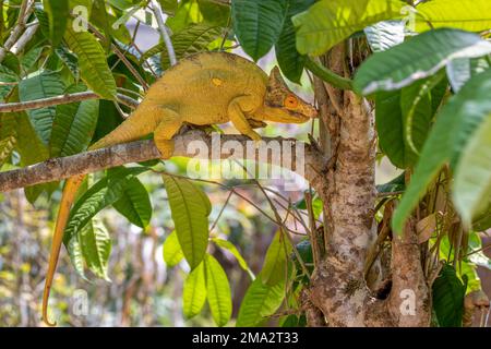 Le caméléon de Parson (Calumma parsonii) est une grande espèce endémique de caméléon de la famille des Chamaeleonidae, mâles grimpant sur l'arbre. Réserve Peyrieras M. Banque D'Images