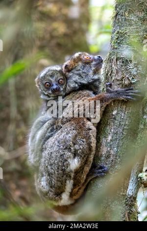 Avahi, Leureux de Peyrieras (Avahi peyrierasi), espèce animale endémique en voie de disparition sur arbre, mère avec bébé dans le dos. Parc national de Ranomafana. Madagascar W Banque D'Images