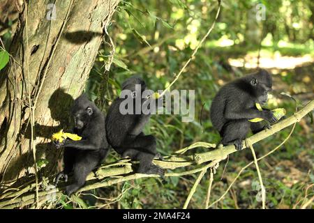 Un groupe de jeunes macaques à cragoût noir (Macaca nigra) de Sulawesi mangeant des fruits alors qu'ils sont assis sur une branche d'un arbre dans leur habitat naturel dans la forêt de Tangkoko, au nord de Sulawesi, en Indonésie. Le primate endémique de Sulawesi mange plus de fruits dans la saison des pluies que dans la saison sèche, Mais « les changements liés aux saisons affecteront indirectement la possibilité que Macaca nigra soit infecté par des endoparasites », a écrit une équipe de scientifiques dirigée par Sitti Aisyah May Wulandari (Programme de Biosciences animales, Département de biologie, Faculté de mathématiques et des sciences naturelles, Université IPB, Bogor)... Banque D'Images