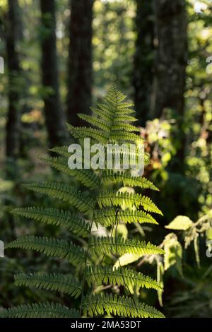 Forêt. Commune de Carnac. Département du Morbihan. Bretagne. France Banque D'Images