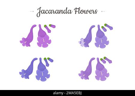 Jacaranda Mimosifolia. Ensemble fleurs et bourgeons. Illustration de Vecteur