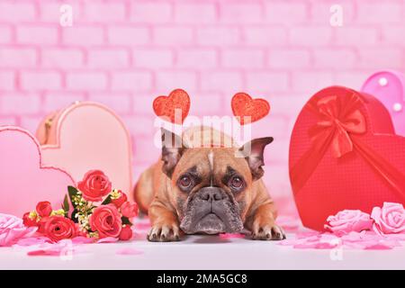 Adorable chien de Saint-Valentin. Bulldog français avec serre-tête en forme de coeur entouré d'une décoration de saison rose et rouge comme des boîtes-cadeaux et des fleurs roses Banque D'Images