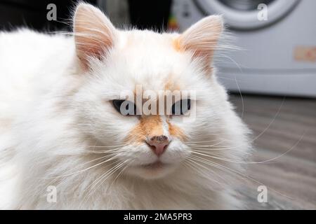 Angora de chat blanc avec des taches rouges en gros plan Banque D'Images