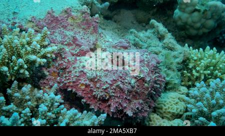 Gros plan de la corégone rose se trouve sur les coraux. Corégone de récif (Synanceia verrucosa) . Mer rouge, Égypte Banque D'Images