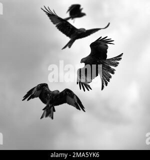 Cerfs-volants rouges (Milvus milvus) en vol, à la recherche de proies, photo noir et blanc, contre-jour, pays de Galles, Grande-Bretagne Banque D'Images