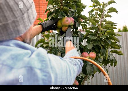 Pomme de récolte. Un fermier porte une caisse de pommes biologiques cueillies dans un verger Banque D'Images