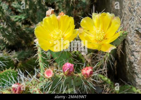 Poire pickly (Opuntia humifusa), Allemagne Banque D'Images