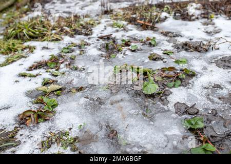 Feuilles de fraise sur le patched décongelé formé après la fonte de la neige au printemps. Préparation des lits de fraises pour le printemps. Banque D'Images