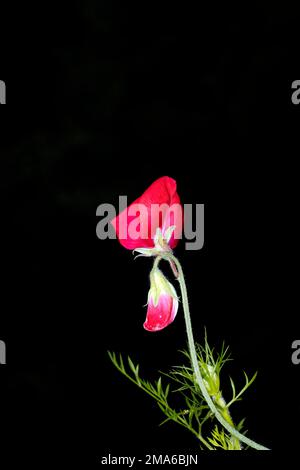 Fleur d'un peavine vivace (Lathyrus latifolius), photographie de studio avec fond noir Banque D'Images