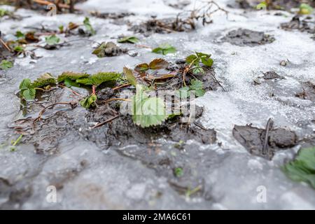 Feuilles de fraise sur le patched décongelé formé après la fonte de la neige au printemps. Préparation des lits de fraises pour le printemps. Banque D'Images