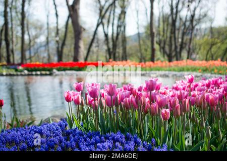 Jardin de tulipes plein de différentes couleurs de tulipes au printemps Banque D'Images