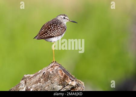 Sandpiper en bois (Tringa glareola) sur une branche de repos, parc naturel paysagé de la rivière Peene Valley, Mecklembourg-Poméranie occidentale, Allemagne Banque D'Images