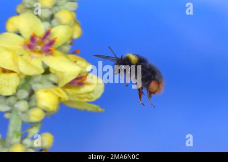 Pré bourdon (Pyrobombus pratorum), en vol, photo de la nature à grande vitesse, vol au mullein foncé (Verbascum nigrum), Siegerland, Nord Banque D'Images