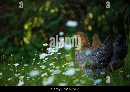 Poulet de Bielefelder Kennhuhn sur un pré Banque D'Images