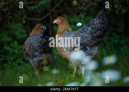 Poulet de Bielefelder Kennhuhn sur un pré Banque D'Images