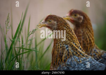 Poulet de Bielefelder Kennhuhn sur un pré Banque D'Images