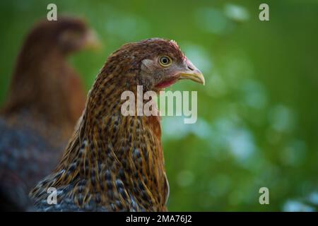 Poulet de Bielefelder Kennhuhn sur un pré Banque D'Images