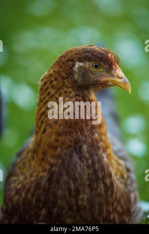 Poulet de Bielefelder Kennhuhn sur un pré Banque D'Images