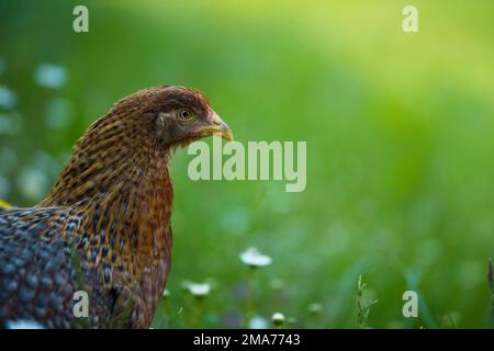 Poulet de Bielefelder Kennhuhn sur un pré Banque D'Images