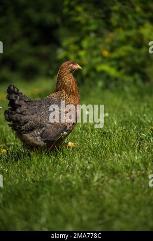 Poulet de Bielefelder Kennhuhn sur un pré Banque D'Images