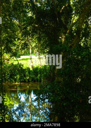 La zone humide Anawilundawa est un sanctuaire administré par le Département de la conservation de la faune sauvage du Sri Lanka et a été déclarée site Ramsar en 1971, l'une des trois premières zones humides Ramsar déclarées. Il se situe entre Chilow et Puttalam, dans la Division du Secrétariat divisionnaire d'Arachchikattuwa, province du Nord-Ouest. Il couvre une superficie de of1397 hectares. Les terres humides forestières des marais de mangrove et d'eau douce, les côtes des lacs d'eau salée et d'eau douce sont trois principaux écosystèmes que l'on rencontre dans le sanctuaire des terres humides. C'est un habitat pour de nombreuses espèces avifaune indigènes et migrantes ainsi que pour les mammifères, le dragon Banque D'Images