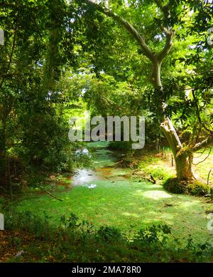 La zone humide Anawilundawa est un sanctuaire administré par le Département de la conservation de la faune sauvage du Sri Lanka et a été déclarée site Ramsar en 1971, l'une des trois premières zones humides Ramsar déclarées. Il se situe entre Chilow et Puttalam, dans la Division du Secrétariat divisionnaire d'Arachchikattuwa, province du Nord-Ouest. Il couvre une superficie de of1397 hectares. Les terres humides forestières des marais de mangrove et d'eau douce, les côtes des lacs d'eau salée et d'eau douce sont trois principaux écosystèmes que l'on rencontre dans le sanctuaire des terres humides. C'est un habitat pour de nombreuses espèces avifaune indigènes et migrantes ainsi que pour les mammifères, le dragon Banque D'Images