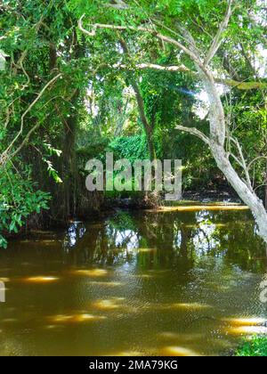 La zone humide Anawilundawa est un sanctuaire administré par le Département de la conservation de la faune sauvage du Sri Lanka et a été déclarée site Ramsar en 1971, l'une des trois premières zones humides Ramsar déclarées. Il se situe entre Chilow et Puttalam, dans la Division du Secrétariat divisionnaire d'Arachchikattuwa, province du Nord-Ouest. Il couvre une superficie de of1397 hectares. Les terres humides forestières des marais de mangrove et d'eau douce, les côtes des lacs d'eau salée et d'eau douce sont trois principaux écosystèmes que l'on rencontre dans le sanctuaire des terres humides. C'est un habitat pour de nombreuses espèces avifaune indigènes et migrantes ainsi que pour les mammifères, le dragon Banque D'Images