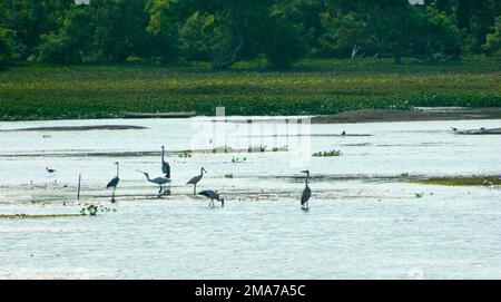 La zone humide Anawilundawa est un sanctuaire administré par le Département de la conservation de la faune sauvage du Sri Lanka et a été déclarée site Ramsar en 1971, l'une des trois premières zones humides Ramsar déclarées. Il se situe entre Chilow et Puttalam, dans la Division du Secrétariat divisionnaire d'Arachchikattuwa, province du Nord-Ouest. Il couvre une superficie de of1397 hectares. Les terres humides forestières des marais de mangrove et d'eau douce, les côtes des lacs d'eau salée et d'eau douce sont trois principaux écosystèmes que l'on rencontre dans le sanctuaire des terres humides. C'est un habitat pour de nombreuses espèces avifaune indigènes et migrantes ainsi que pour les mammifères, le dragon Banque D'Images