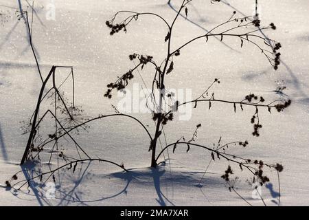 Plante sèche avec des épines au milieu de la nature enneigée en hiver Banque D'Images