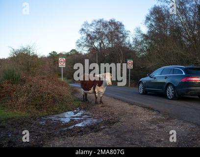 Une grande vache à cornes se trouve à côté des panneaux de vitesse juste à côté de la route dans le parc national de la Nouvelle forêt, presque comme un avertissement pour l'automobiliste à Ralentis. Banque D'Images