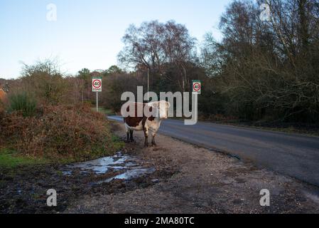 Une grande vache à cornes se trouve à côté des panneaux de vitesse juste à côté de la route dans le parc national de la Nouvelle forêt, presque comme un avertissement pour l'automobiliste à Ralentis. Banque D'Images