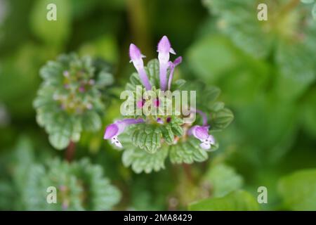 Une vue de dessus de gros plan d'une ortie de Henbit, Lamium ampelexicaule plante à fleurs sur fond flou Banque D'Images