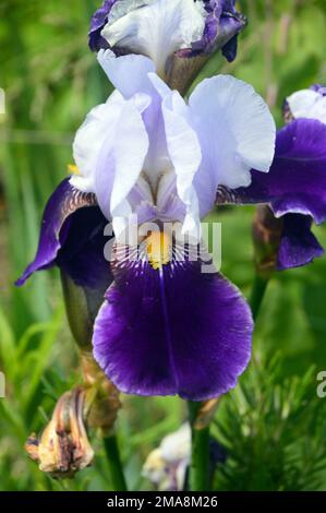 Une seule grande tête de fleur en forme de « Braithwaite » à iris violet/blanc avec barbe jaune cultivée à RHS Garden Bridgewater, Worsley, Greater Manchester, Royaume-Uni. Banque D'Images