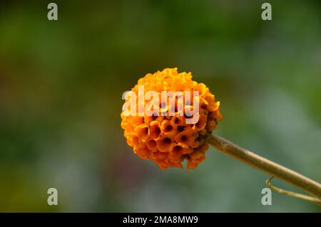 Arbuste unique orange Buddleja globosa « Orange ball Tree » à RHS Garden Bridgewater, Worsley, Greater Manchester, Royaume-Uni. Banque D'Images