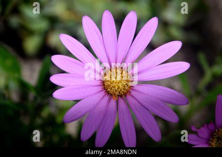 Single Mauve/Pink/Lilic Osteospermum Jucundum 'Langtreess' (Marguerite africaine) à Sunshine à RHS Garden Bridgewater, Worsley, Greater Manchester, Royaume-Uni. Banque D'Images