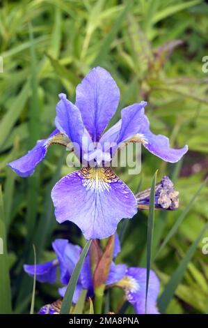 Single Blue Iris Sibirica 'Silver Edge' (Siberian Iris) Flower Grown at RHS Garden Bridgewater, Worsley, Greater Manchester, Royaume-Uni. Banque D'Images