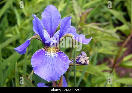 Single Blue Iris Sibirica 'Silver Edge' (Siberian Iris) Flower Grown at RHS Garden Bridgewater, Worsley, Greater Manchester, Royaume-Uni. Banque D'Images
