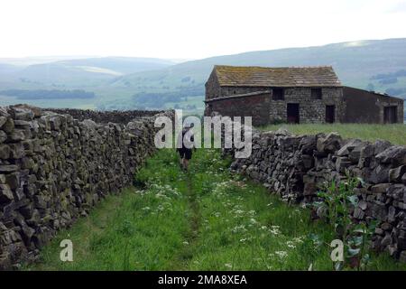 Homme marchant sur le chemin entre deux murs de pierre sèche à côté d'une Grange de pierre près de la Pennine Way à Hawes Wensleydale, Yorkshire Dales National Park, Angleterre, Royaume-Uni. Banque D'Images