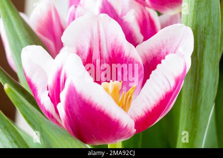 Fleur tulipe rose et blanche Banque D'Images