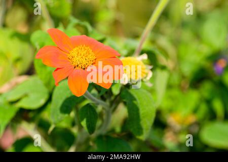 Lampe torche de tithonia rotundifolia, lampe torche de tournesol mexicaine, fleur d'orange Banque D'Images