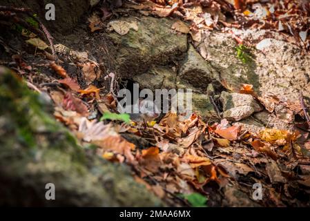 Une jeune souris européenne comestible (Glis Glis) assise devant son nid, entourée de feuilles d'automne dans une forêt des montagnes Pilis de Hongrie. Banque D'Images